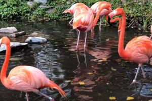 Flamencos 8 