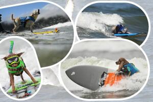 Perros surfistas competencia ganan público show ballenas Pacífica