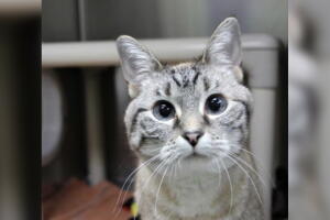 MASCOTAS-DALLAS/COOKIE-GATO.jpg