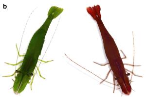 camarones_camaleon.jpg
