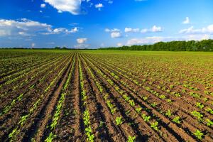 Agricultura