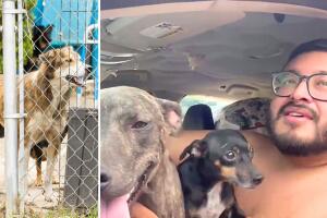 rescatan 11 perros malas condiciones maltrato animal casa san antonio texas