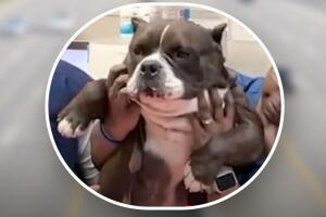  Sale ganando Taylor Swift, la perra pitbull que detuvo el tránsito de la autopista I-95 en Florida