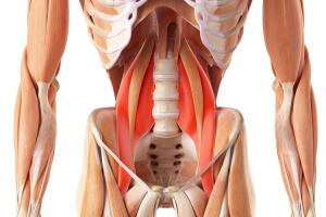 Musculo psoas