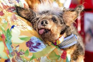Worlds Ugliest Dog
