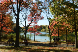 Mejores lugares para disfrutar la llegada del otono en Nueva York - Alley Pond Park.png