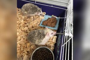 GALERIA ANIMALES/ANIMALESEXOTICOS5.jpg