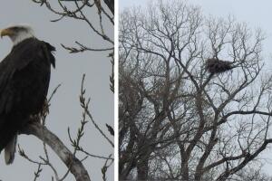 águilas White Rock Lake