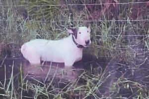 El proyecto de ley enfatiza la responsabilidad de los dueños de mascotas y promueve evacuaciones seguras o refugios amigables con animales en emergencias.