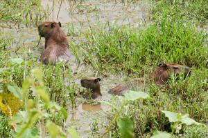 Los llanos venezuela