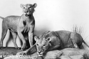 leones-devoradores-de-hombres_2.png