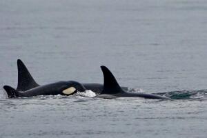 Manada de orcas.