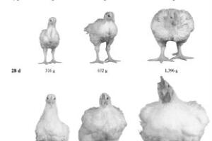 frango-tem-hormonio-antibiotico-3.jpg
