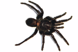 Tarantula nueva