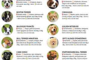 cachorro-11.jpg