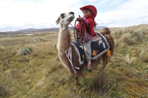 Ecuador Llama Races