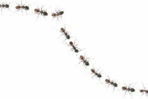 PESTSSUMMERANTS.jpg
