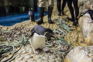 Pingüinos del acuario Shedd