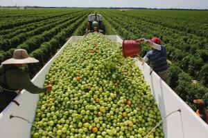 tomate mexico estados unidos 