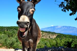 Burro sonriente