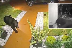 oso pedido orlando.jpg