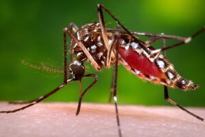 EEUU-DENGUE
