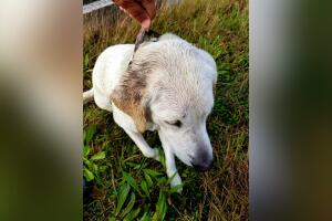 Perro 1.jpg
