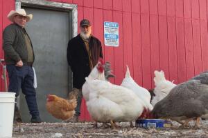 Granjero en Illinois usa vinagre y orégano para evitar que sus gallinas ponedoras de huevos se contagien de gripe aviar 