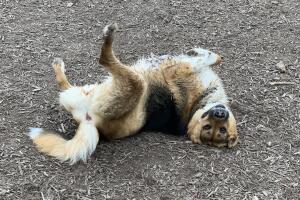 PERROS GALERIA/11-PERRO.jpg