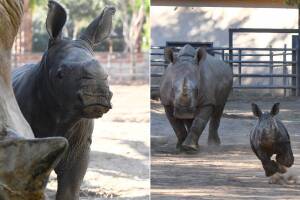 rinoceronte blanco arizona.jpg