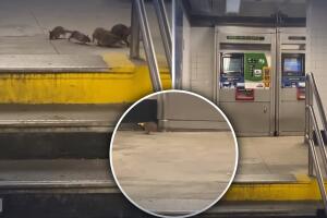 Ratas en el metro de NY.