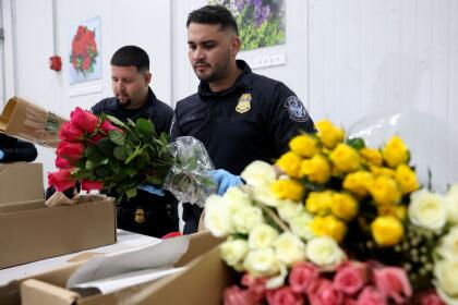 MIAMI, FLORIDA - FEBRUARY 12: (L-R) Yeltsin Seda and Christian Ruiz, U.S. Customs and Border Protection Agriculture Specialists, inspect flowers for foreign pests or diseases in the FedEx Cargo hub at Miami International Airport on February 12, 2025 in Miami, Florida. FedEx transfers millions of fresh flowers through the hub for Valentine's season by increasing air capacity from Colombia and Ecuador. They will transport over 2.2 million pounds of flowers from these countries in February. (Photo by Joe Raedle/Getty Images)