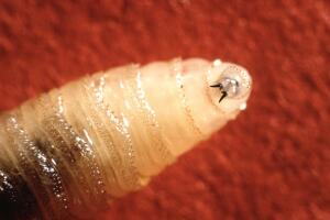 Fabrica de moscas, Texas