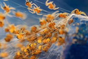 The British Wildlife Photography Awards 2016
