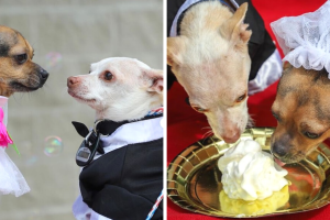 boda_perros_collage_2