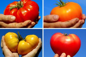 naturezahomem-tomate.jpg