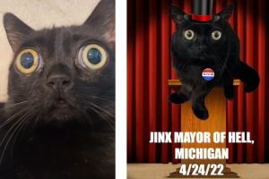 gato_alcalde_tiktok