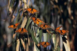 mejores-lugares-para-ver-mariposas-4.jpg