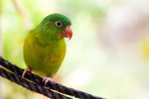 Agapornis