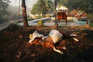 Santa Ana Winds Stoke Wildfires In Southern California