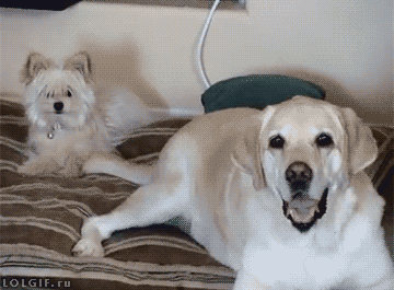 bullying-cachorro-gratuito-giphy.gif