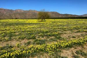 Anza-Borrego State Park
