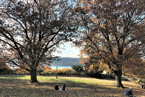 Mejores lugares para disfrutar la llegada del otono en Nueva York - Triton Park.png