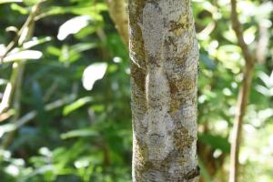 Uroplatus Henkeli, Lokobe Forest, Nosy Be, Madagascar