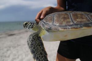 Regresan a su hábitat cinco tortugas de mar rescatadas en playas del sur de Florida