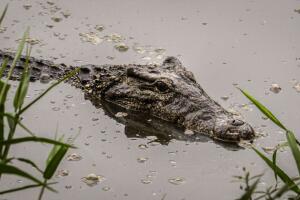 Cocodrilo