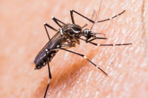 Saiba como combater o mosquito causador da dengue e do zika vírus 