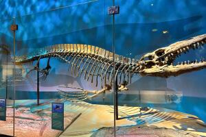 Tylosaurus rex Texas