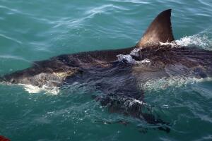 South Africa Great White Sharks