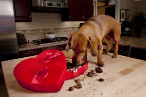 alimentos-prohibidos-para-perros-8_0.jpg